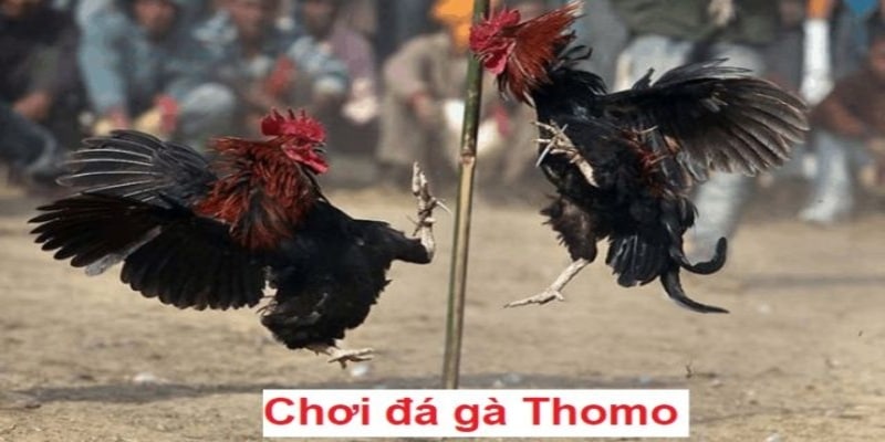 Cách đặt cược đá gà Thomo là gì?