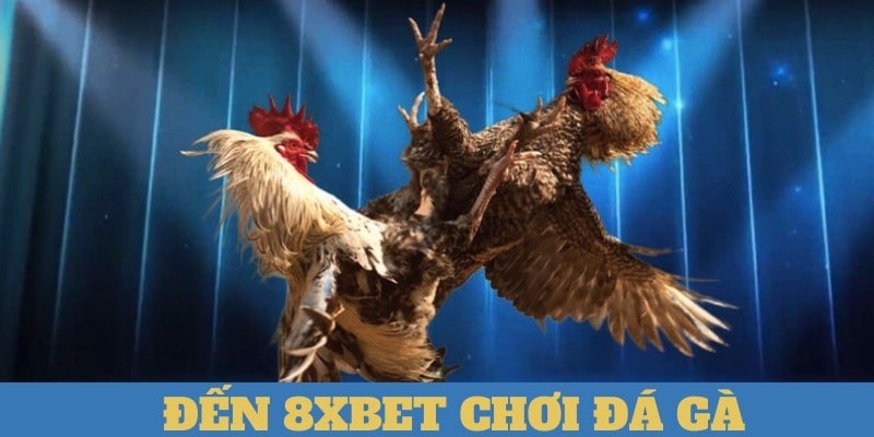 Thông tin về đá gà 8xbet